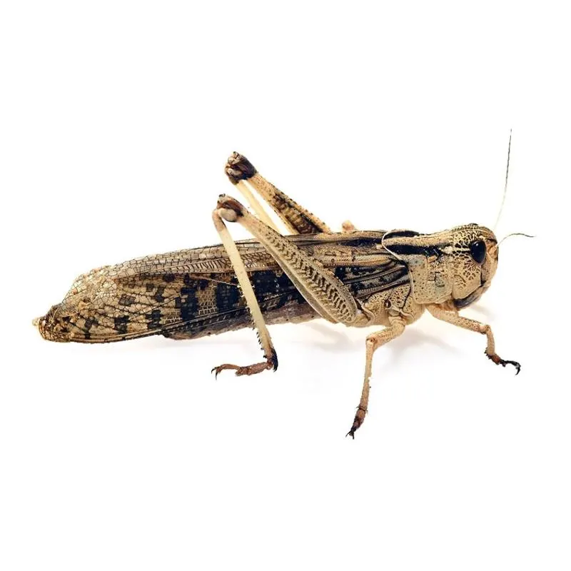 Lacuste vii Locusta Migratoria
