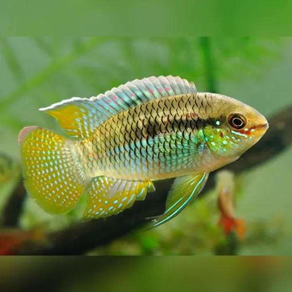 Laetacara curviceps Blunthead (Thayer's Cichlid)