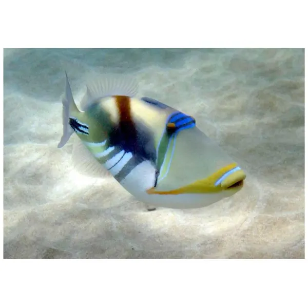 Laguna Triggerfish (Rhinecanthus aculeatus)