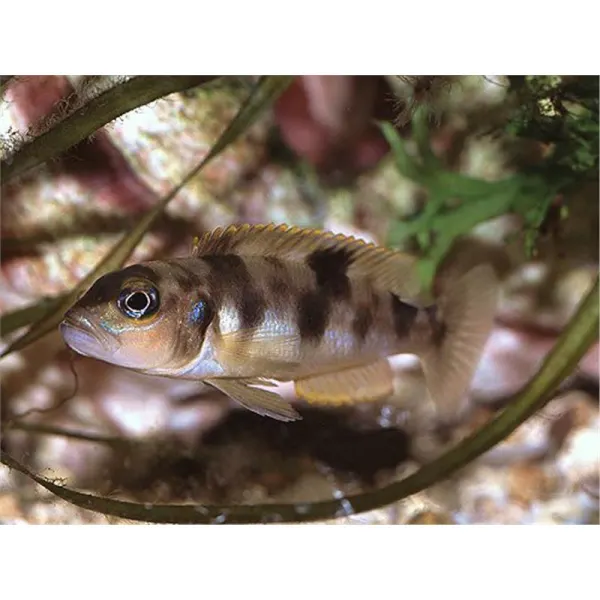 Lamprologus boulingeri