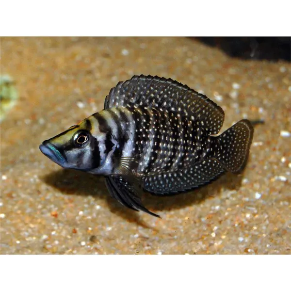 Lamprologus calvus black pect.