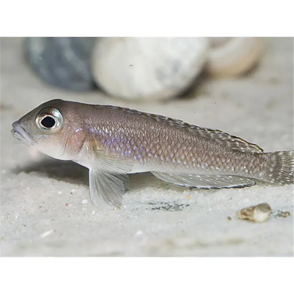 Lamprologus comp. kigoma