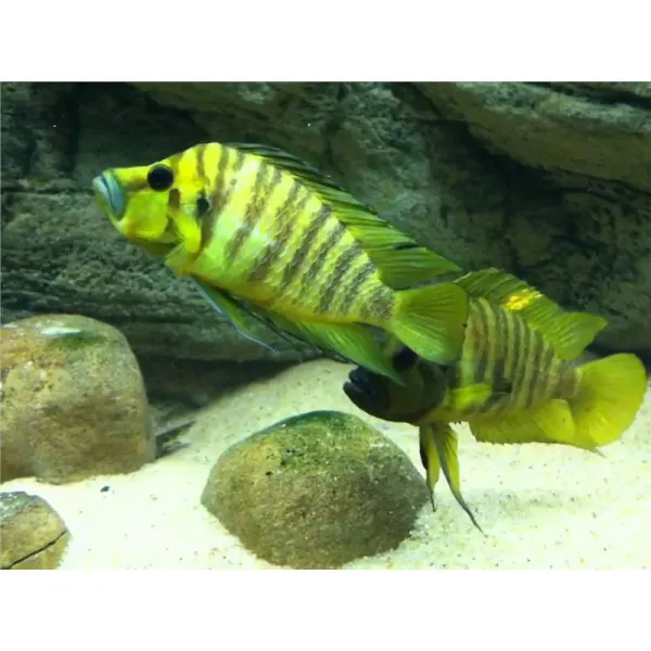 Lamprologus comp. yellow chaitika