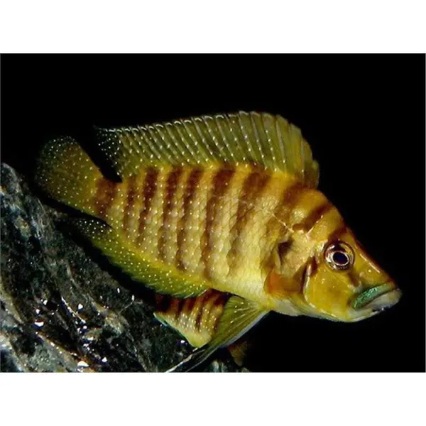 Lamprologus compressiceps