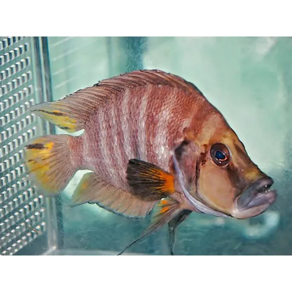 Lamprologus compressiceps red