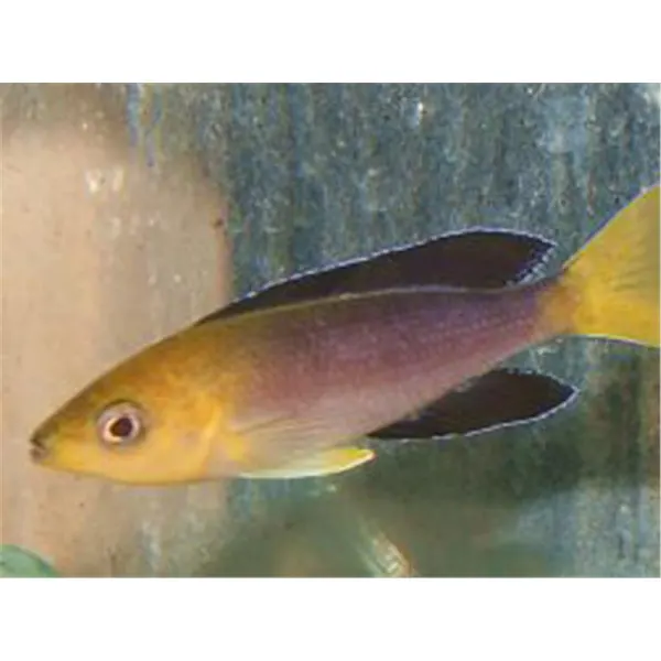 Lamprologus cylindricus yellowh.