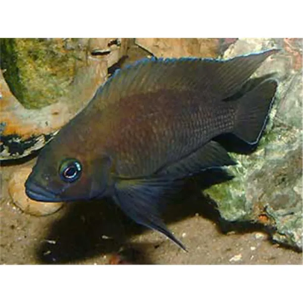 Lamprologus moorii