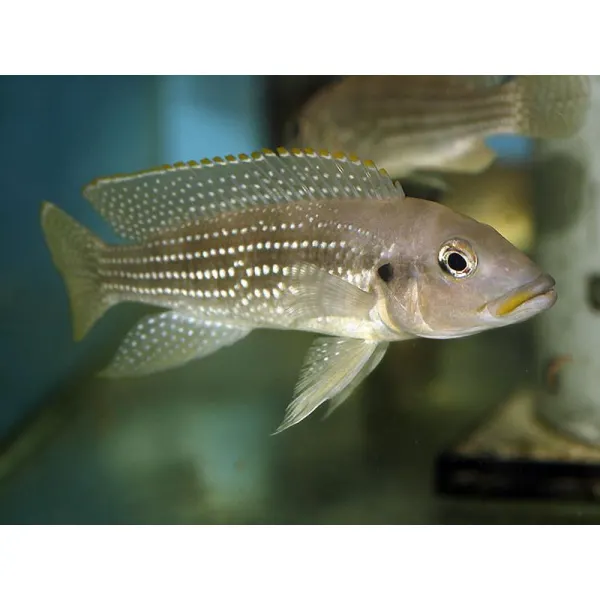 Lamprologus tetracanthus