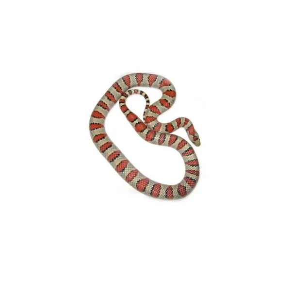 Lampropeltis mexicana Greeri