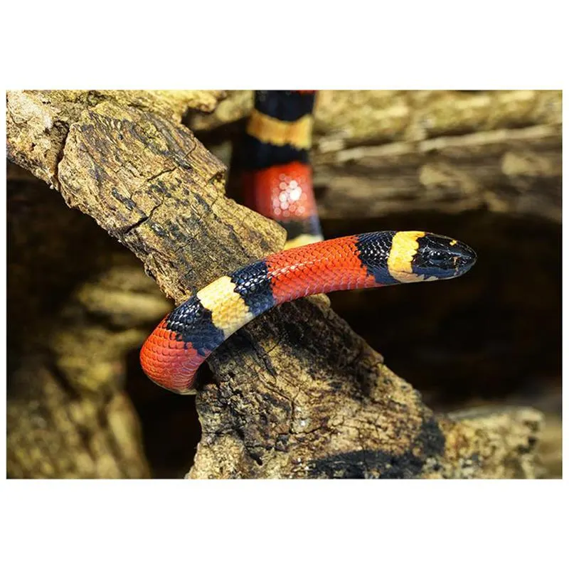 Lampropeltis triangulum campbelli apricot
