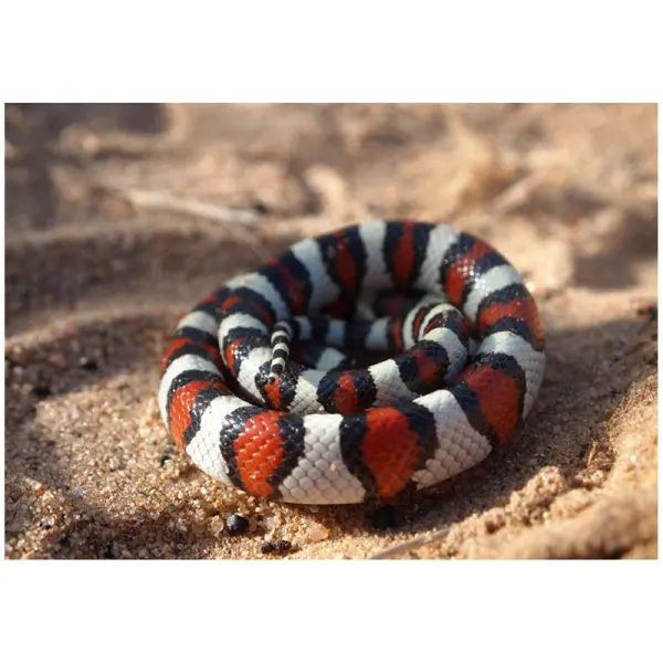 Lampropeltis triangulum gentilis