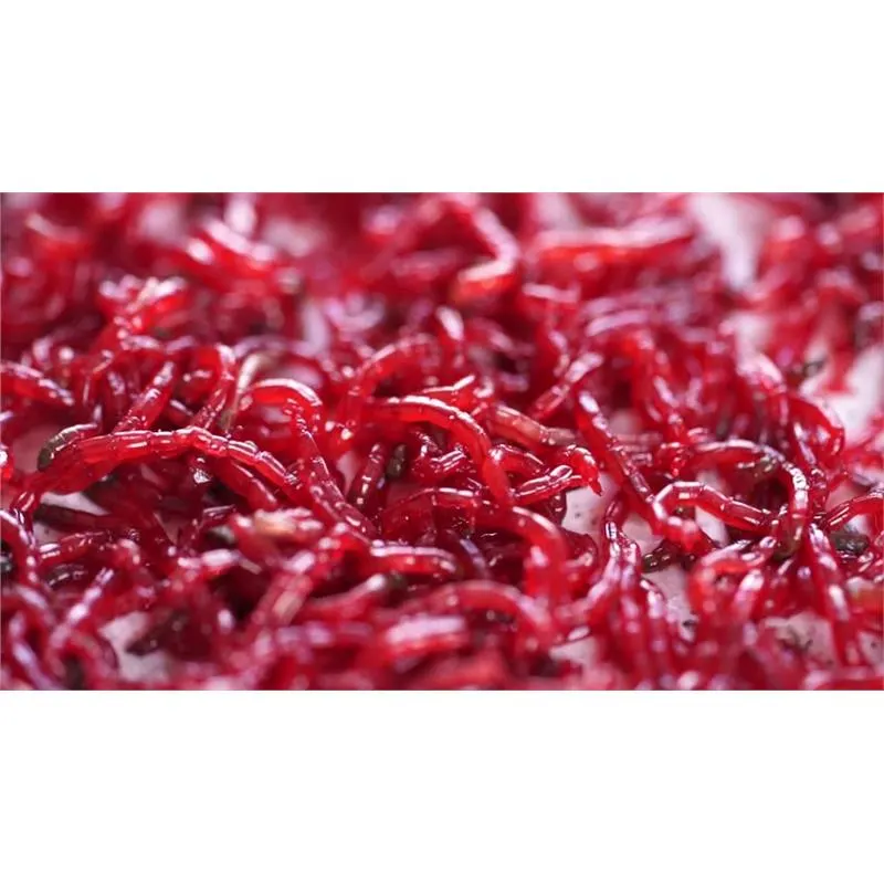 Larve Chironomus vii 45ml