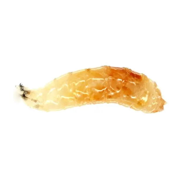 Larve Musculite Drosophila