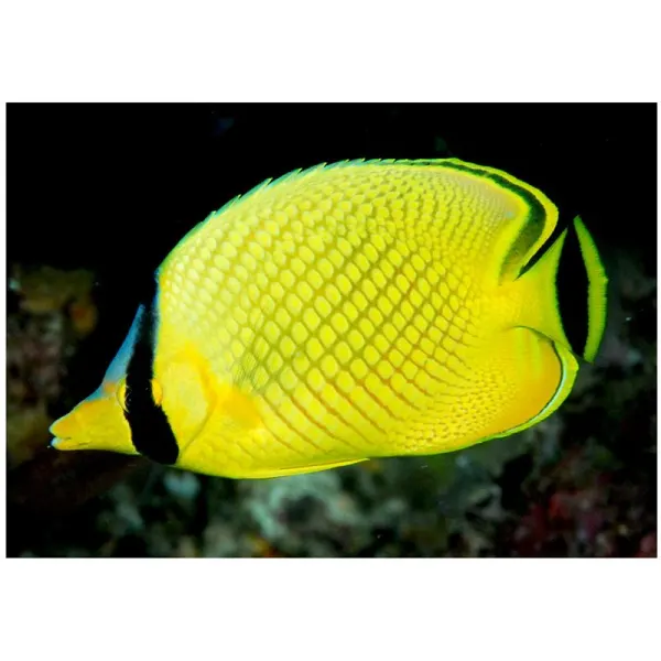 Latticed Butterflyfish (Chaetodon rafflesi)