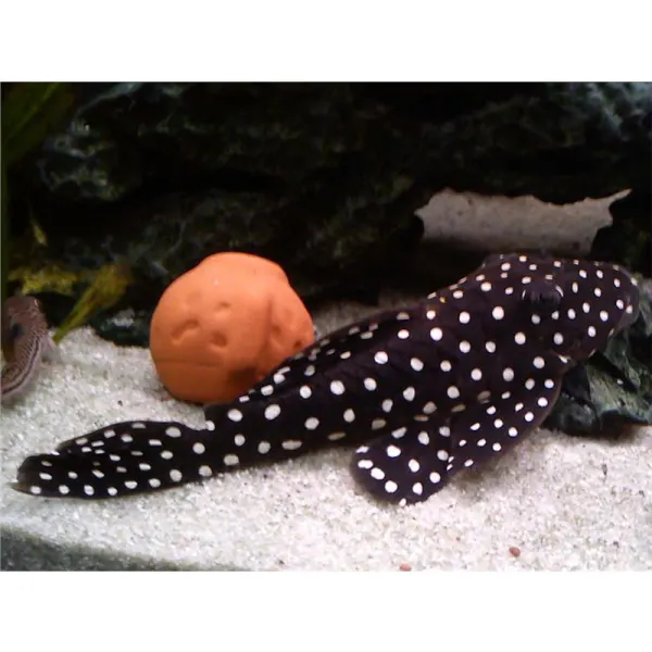 LDA 33 Baryancistrus sp.