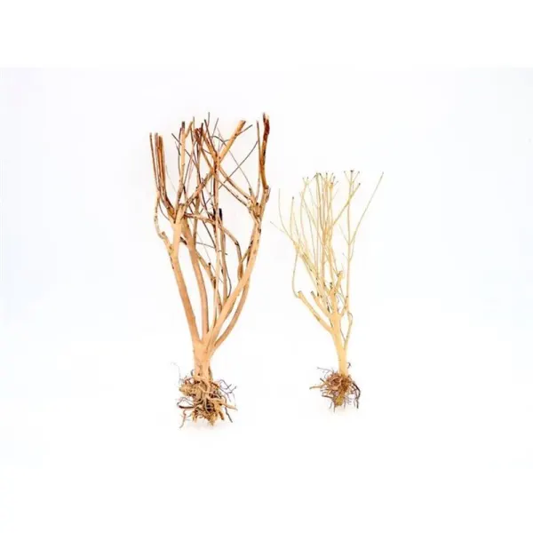Lemn Aquadeco Slim Tree M