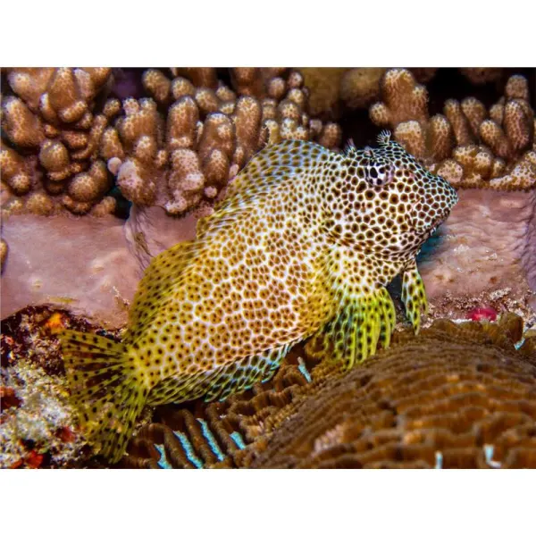 Leopard Blenny (Exallias Brevis)