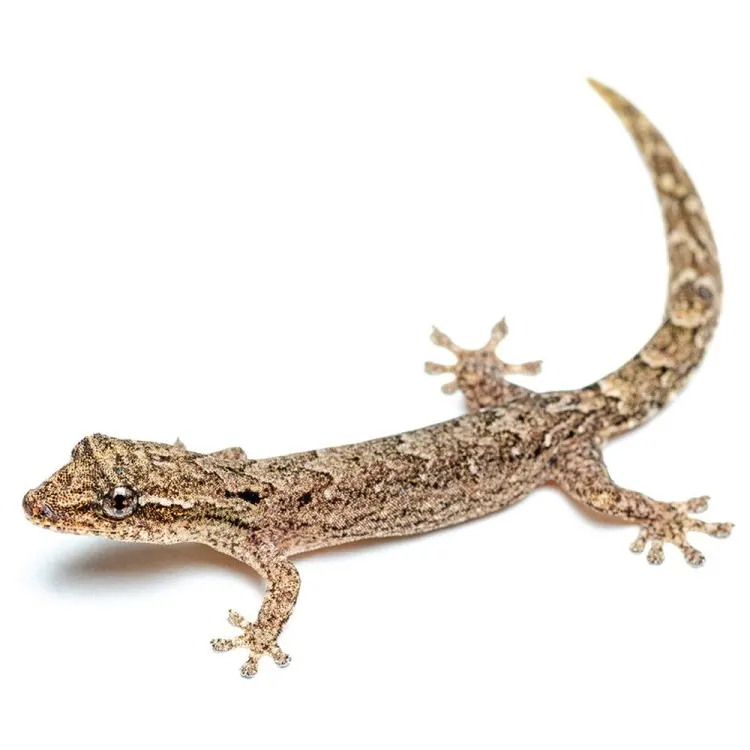 Lepidodactylus lugubris 'Mourning Gecko'