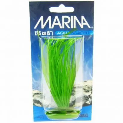 Marina Planta Hairgrass 12.5 cm PP511
