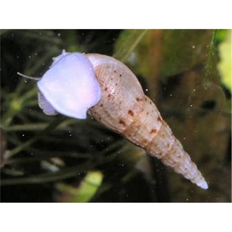 Melanoides tuberculata