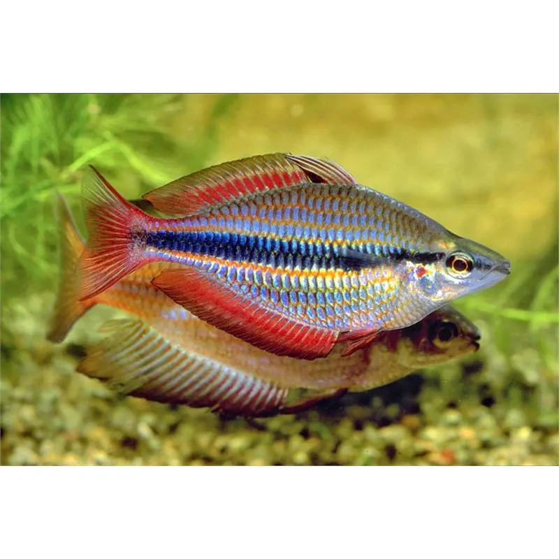 Melanotaenia trifasciata