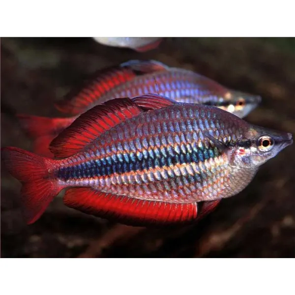 Melanotenia trifasciata Goyer river red