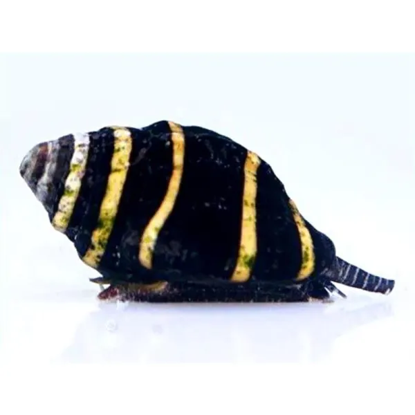 Melc Engina Bumble bee snail
