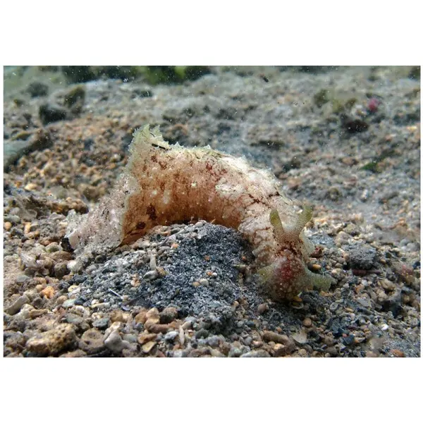 Melc marin Dolabella auricularia