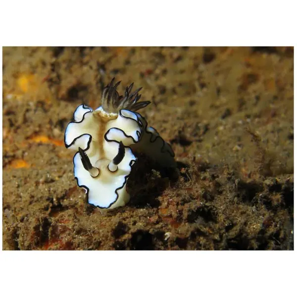 Melc marin Glossodoris atromarginata