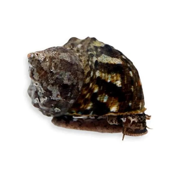 Melc Turbo fluctuosa Mexican turbo snail