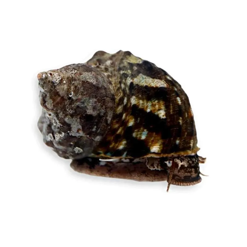 Melc Turbo fluctuosa Mexican turbo snail