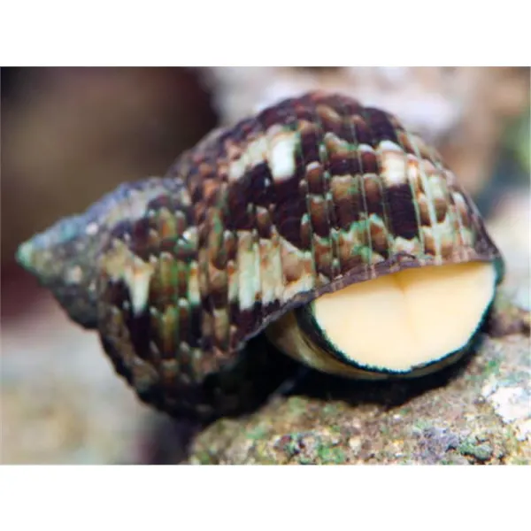 Melci Turbo brunneus