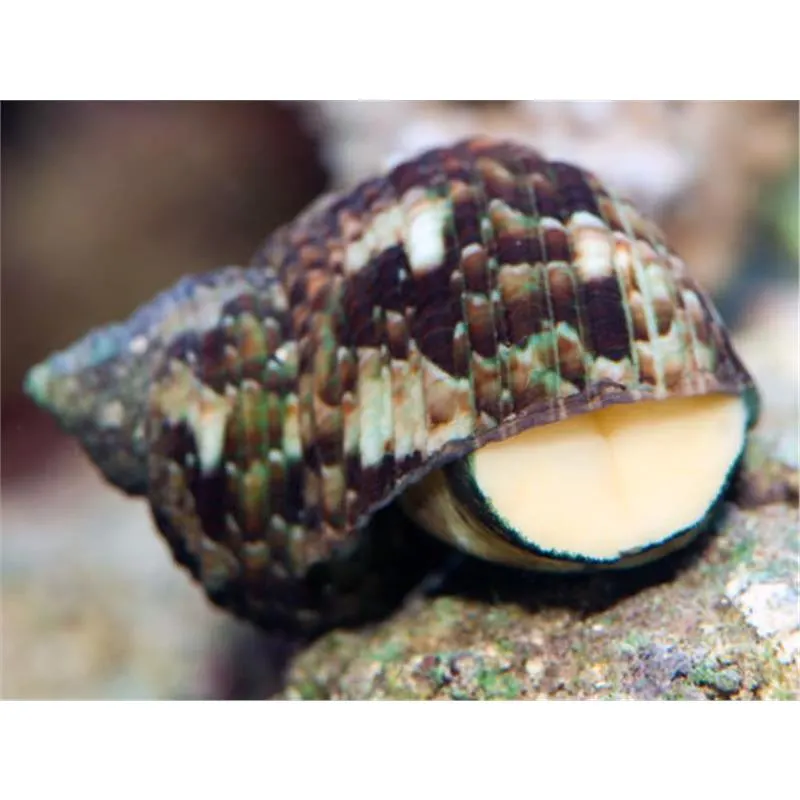 Melci Turbo brunneus