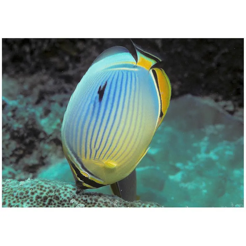 Melon Butterflyfish (Chaetodon trifasciatus)