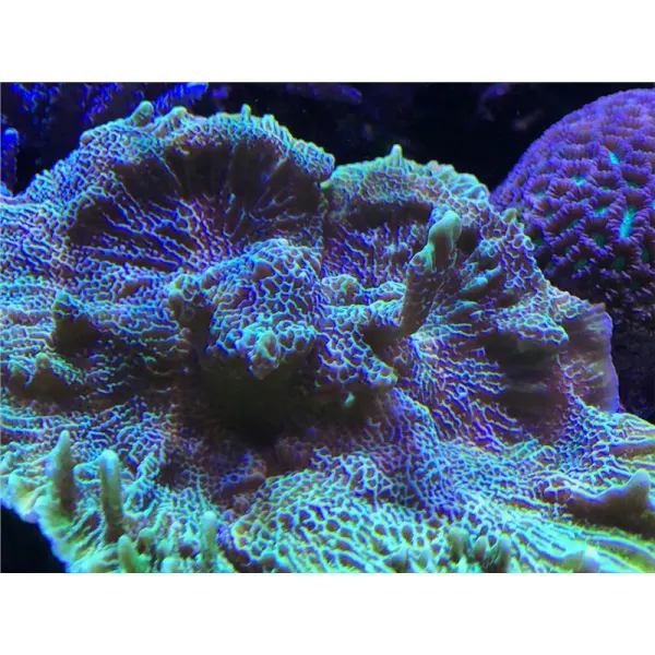 Montipora confusa-Frag