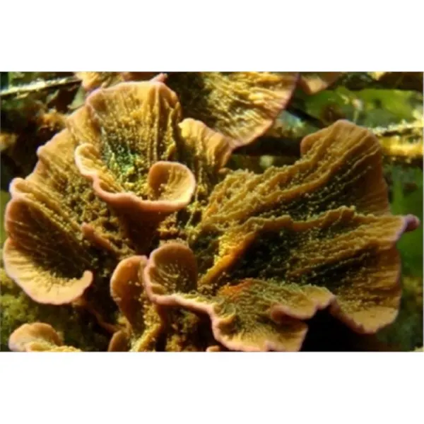 Montipora foliosa maro cu polipi verzi FRAG