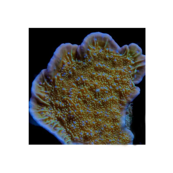 Montipora sp. Petale albastre