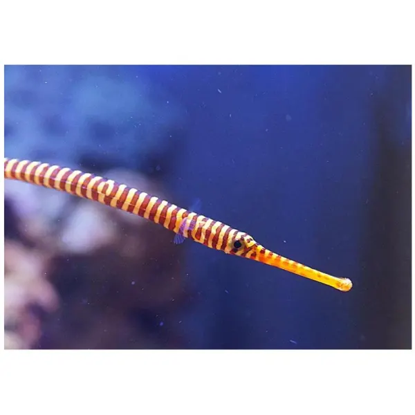 Multi-banded Pipefish