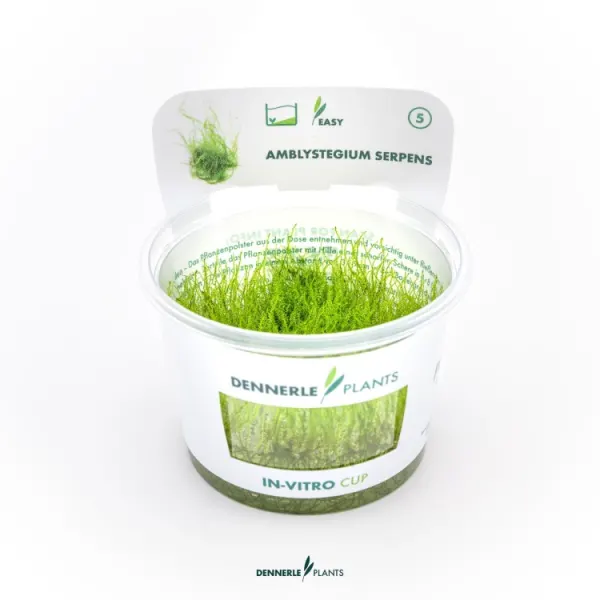 Muschi acvariu Dennerle Amblystegium serpens In-Vitro