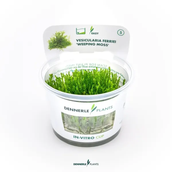 Muschi acvariu Dennerle Vesicularia ferriei 'Weeping Moss' In-Vitro