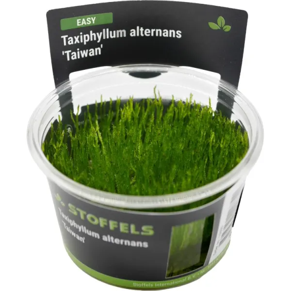 Muschi acvariu Taxiphyllum Alternans (Taiwan Moss) in vitro