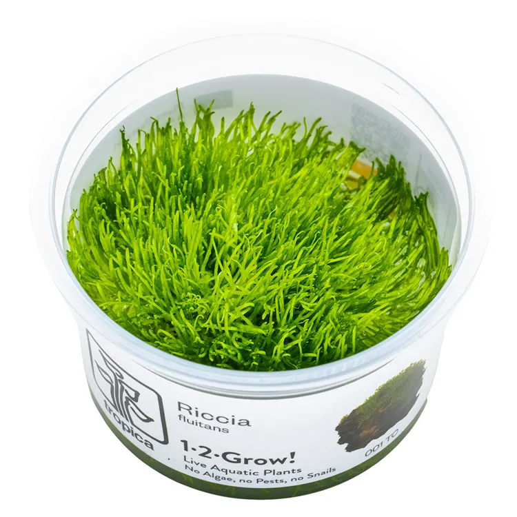Muschi acvariu Tropica Riccia Fluitans In-Vitro