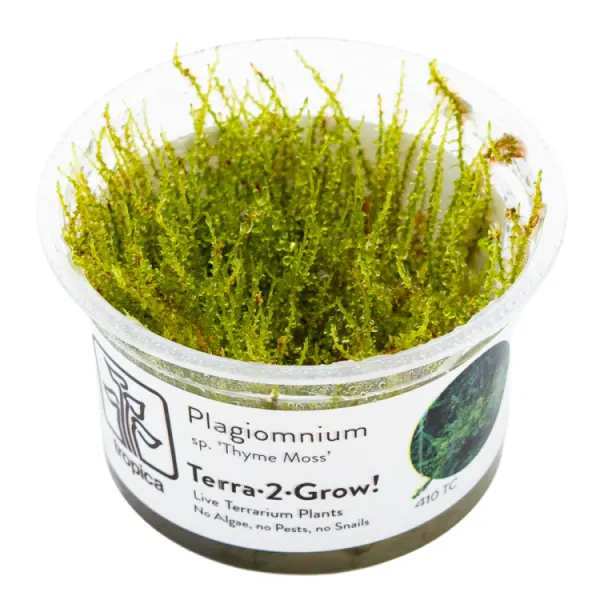 Muschi terariu Tropica Plagiomnium 'Thyme Moss' In-Vitro