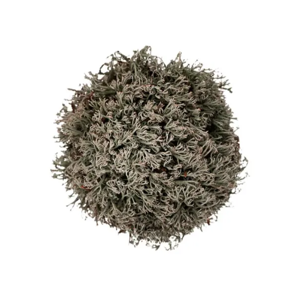 Muschi WIO Reinder "Cladonia rangiferina"