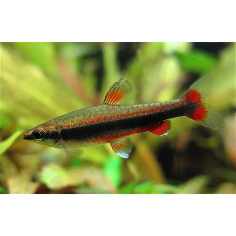 Nannostomus beckfordi