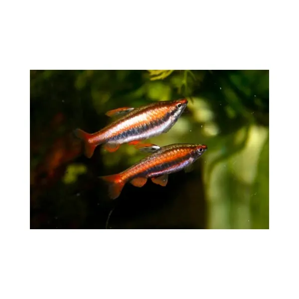 Nannostomus mortenthaleri