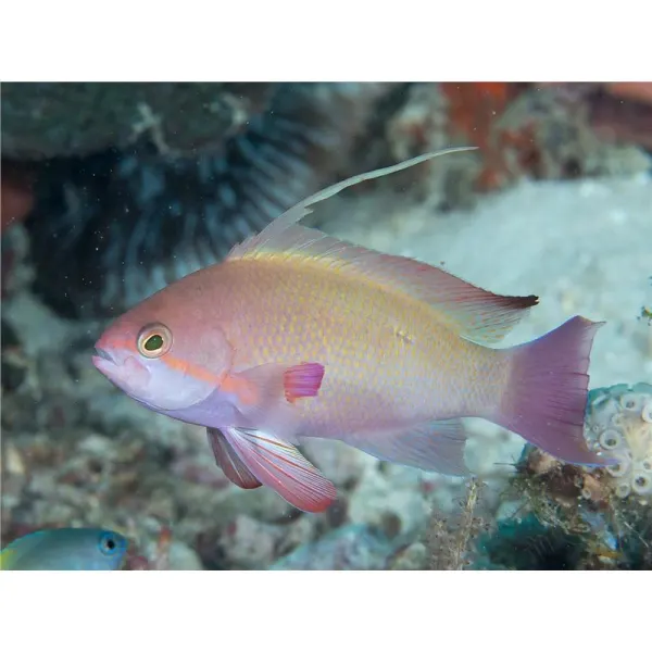 Nemanthias carberryi - Threadfin anthias M