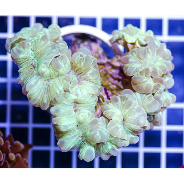 Nemenzophyllia turbida (Green, S)
