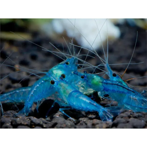 Neocaridina Blue Aura