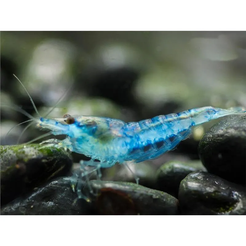 Neocaridina davidi blue mary
